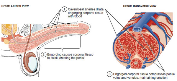 anatomy