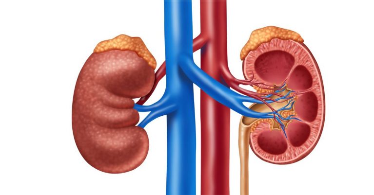 22 Things you Should Avoid to Prevent Kidney Damage!