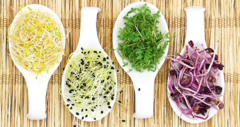 11 Benefits of Germinated Temple Seeds to Change Your Life!