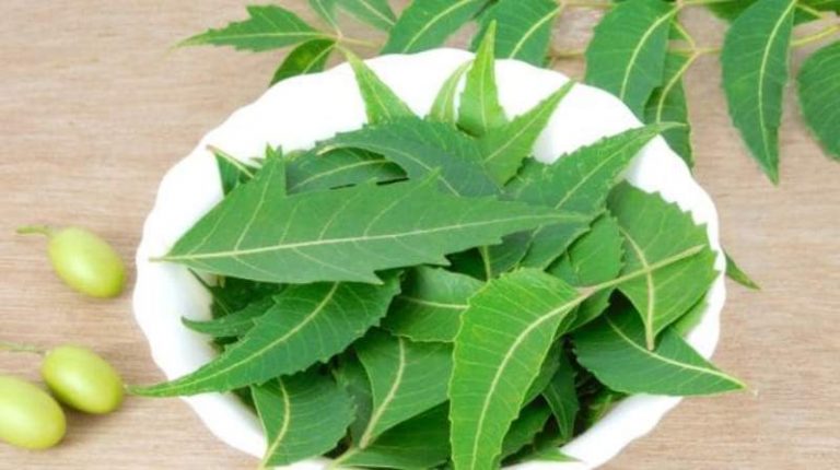 15 Benefits of Neem Leaves Backed by Science for Your Health!