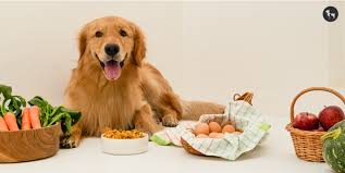 dog’s gut health